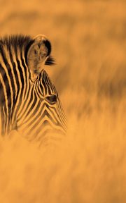 Alive! zebra stripes - Sepia - Photo Art Notebooks (5 x 8 series), Jansson Eva-Lotta