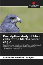 Descriptive study of blood cells of the black-chested eagle, Arancibia Calcagno Camila Paz