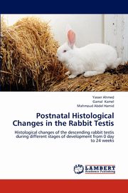 Postnatal Histological Changes in the Rabbit Testis, Ahmed Yasser