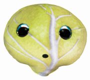 Lumo Stars Veggies and Berries Cabbage Teikku, 