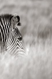 Alive! zebra stripes - Black and white - Photo Art Notebooks (6 x 9 series), Jansson Eva-Lotta