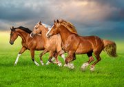 Puzzle 500 Horses in Spring Rush, 