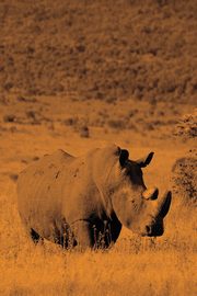 Alive! white rhino - Sepia - Photo Art Notebooks (6 x 9 version), Jansson Eva-Lotta
