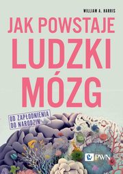 ksiazka tytu: Jak powstaje ludzki mzg autor: Harris William A.