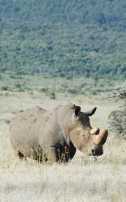 Alive! white rhino - Natural - Photo Art Notebooks (5 x 8 series), Jansson Eva-Lotta