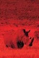 Alive! white rhino - Red duotone - Photo Art Notebooks (6 x 9 series), Jansson Eva-Lotta