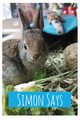 Simon Says, Kryske Towsley Nanette