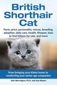 British Shorthair Cat, Warrington Ph.D. Alex