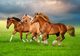 Puzzle 500 Horses in Spring Rush, 