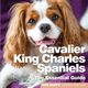Cavalier King Charles Spaniels, 