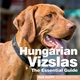 Hungarian Vizslas, 