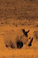 Alive! white rhino - Sepia - Photo Art Notebooks (6 x 9 version), Jansson Eva-Lotta