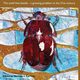 The Small hive beetle, 