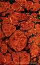 Magisches Feuer (Notizbuch), Rose Luisa