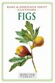 Figs, Thornton C