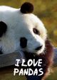 I Love Pandas Notebook, Ainslie Vivienne