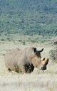 Alive! white rhino - Natural - Photo Art Notebooks (5 x 8 series), Jansson Eva-Lotta