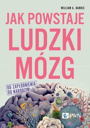 ksiazka tytu: Jak powstaje ludzki mzg Od zapodnienia do narodzin autor: William A. Harris