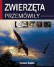 Zwierzta Przemwiy, Iwona Gajda