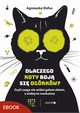 Dlaczego koty boj si ogrkw?, Agnieszka Defus